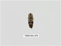 藏品(菲律賓產昆蟲)的圖片